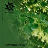 Целебные растения вашей звезды. Рак Целебные растения вашей звезды. Рак