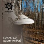 Целебные растения вашей звезды. Растения Рыб Целебные растения вашей звезды. Растения Рыб
